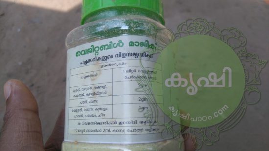 Tomato cultivation kerala tips for better results - തക്കാളി കൃഷി ടിപ്സ്