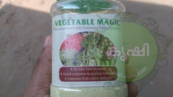 Tomato cultivation kerala tips for better results - തക്കാളി കൃഷി ടിപ്സ്