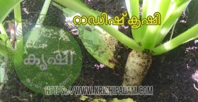 റാഡിഷ് കൃഷി റാഡിഷ് കൃഷി