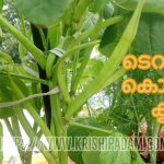 കൊത്തമര കൃഷി ജൈവ രീതിയില്‍ – Cluster Beans Cultivation Kerala Using Organic Methods