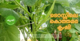 Kothamara Growing Guide