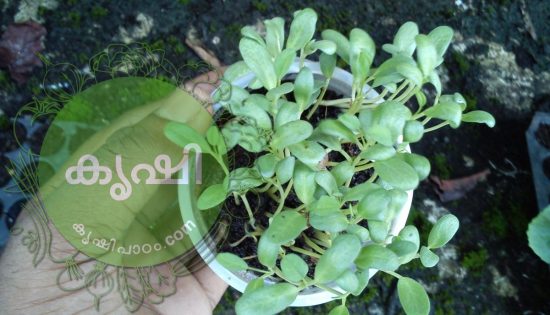 Malayalam Terrace Gardening Videos Online Youtube Krishi Videos Online
