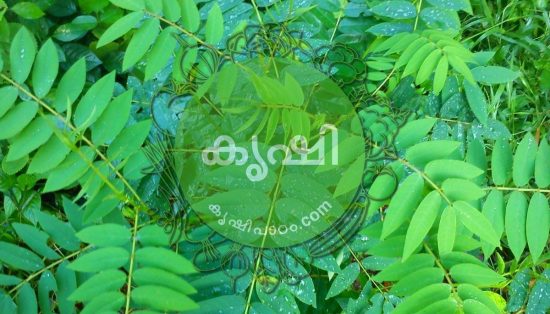 tobacco emulsion Pukayila kashayam making video