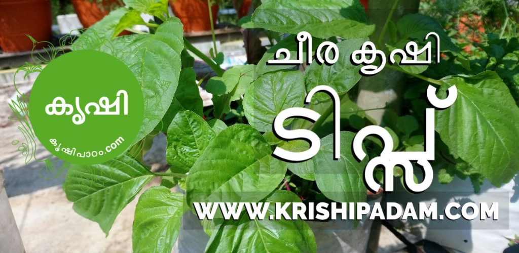 Cheera Krishi Tips in Malayalam for Better Result Cheera Krishi Tips in Malayalam for Better Result