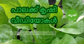Indian Spinach Growing Kerala Video Series