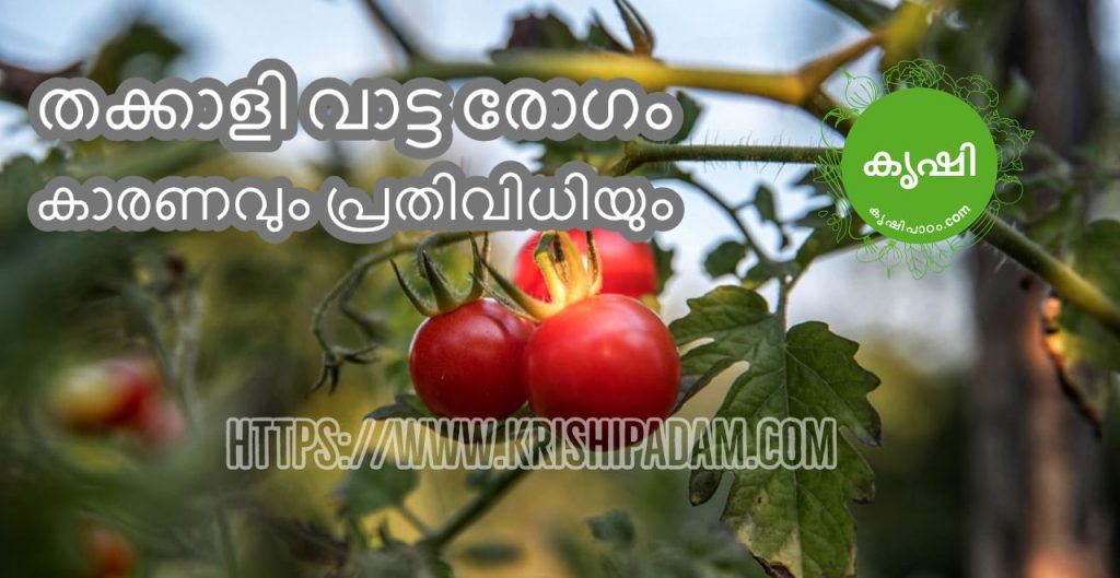 Solutions For Tomato Bacterial Wilt Solutions For Tomato Bacterial Wilt