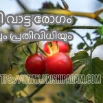 തക്കാളി കൃഷിയിലെ വാട്ടം എങ്ങിനെ പ്രതിരോധിക്കാം – Tomato Bacterial Wilt