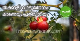 തക്കാളി കൃഷിയിലെ വാട്ടം തക്കാളി കൃഷിയിലെ വാട്ടം