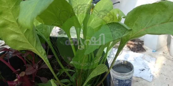 indian spinach growing പാലക്ക് കൃഷി indian spinach growing