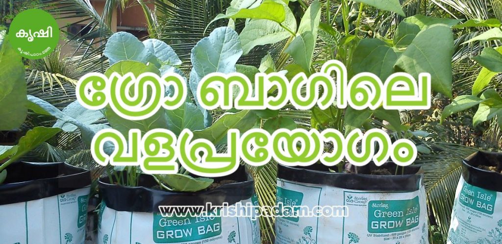 ഗ്രോ ബാഗിലെ വളപ്രയോഗം ഗ്രോ ബാഗിലെ വളപ്രയോഗം
