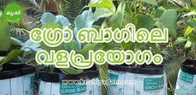 ഗ്രോ ബാഗിലെ വളപ്രയോഗം