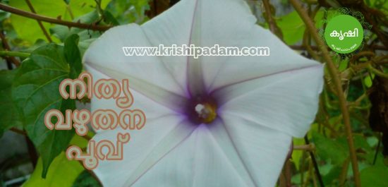 Nithyavazhuthana flower images