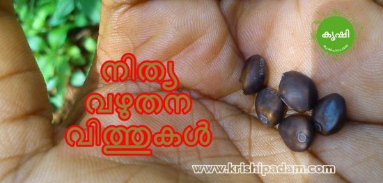 Nithyavazhuthana seeds