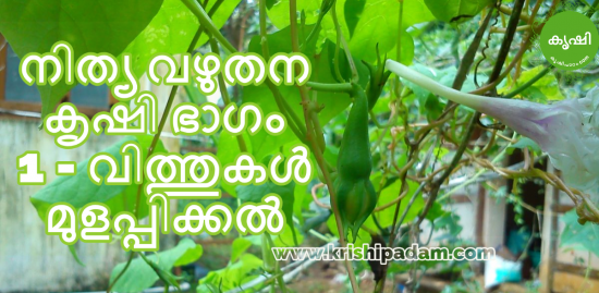 നിത്യ വഴുതന കൃഷി നിത്യ വഴുതന കൃഷി
