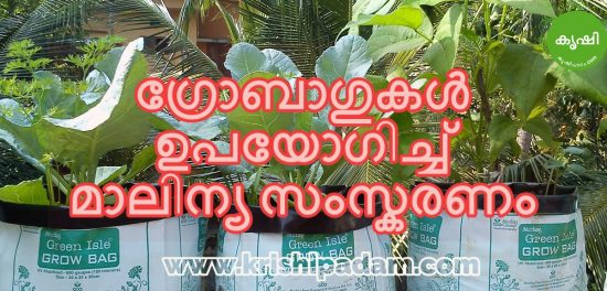മാലിന്യ സംസ്കരണം ഗ്രോബാഗുകളില് മാലിന്യ സംസ്കരണം ഗ്രോബാഗുകളില്