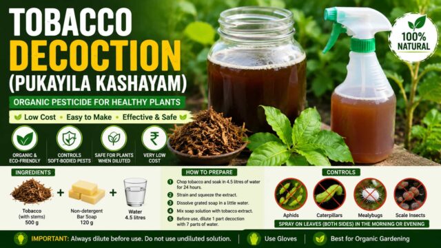 How to Make Tobacco Decoction (Pukayila Kashayam) – Organic Pesticide for Home Gardens How to Make Tobacco Decoction (Pukayila Kashayam) – Organic Pesticide for Home Gardens