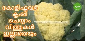 growing cauliflower without seedlings