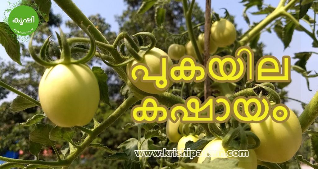 making pukayila kashayam making pukayila kashayam