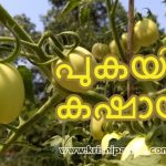 Pukayila Kashayam Benefits, Making and Usage – പുകയില കഷായം