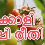 തക്കാളി കൃഷി രീതിയും പരിപാലനവും – Tomato Cultivation Organic Methods