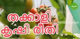 തക്കാളി കൃഷി രീതി