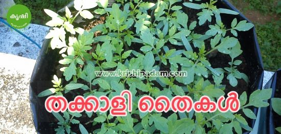 Tomato Seedlings