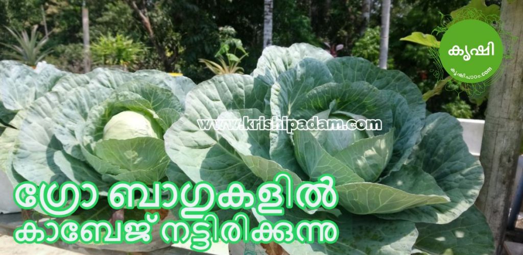 ടെറസില്‍ ഗ്രോ ബാഗുകളില്‍ കാബേജ് നട്ടിരിക്കുന്നു
