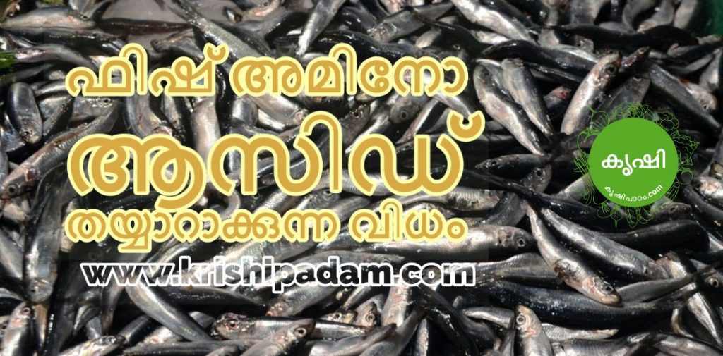 Fish Amino Acid Making Fish Amino Acid Making