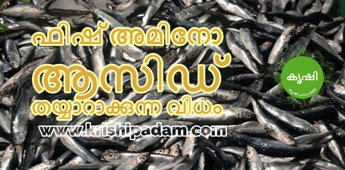 Fish Amino Acid Making