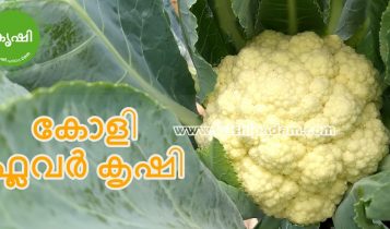 കോളി ഫ്ലവര് കൃഷി രീതി കോളി ഫ്ലവര് കൃഷി രീതി