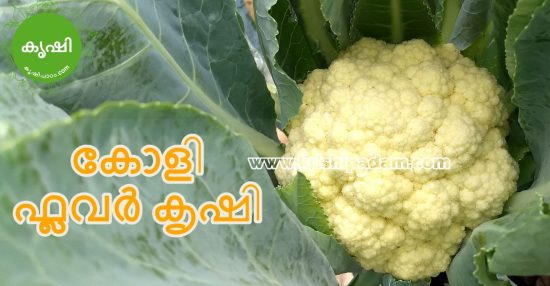 Flowers Appeared in Cauliflower Plant