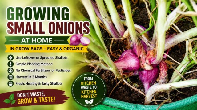 Growing Small Onions at Home – Simple Shallot Cultivation in Grow Bags Growing Small Onions at Home – Simple Shallot Cultivation in Grow Bags