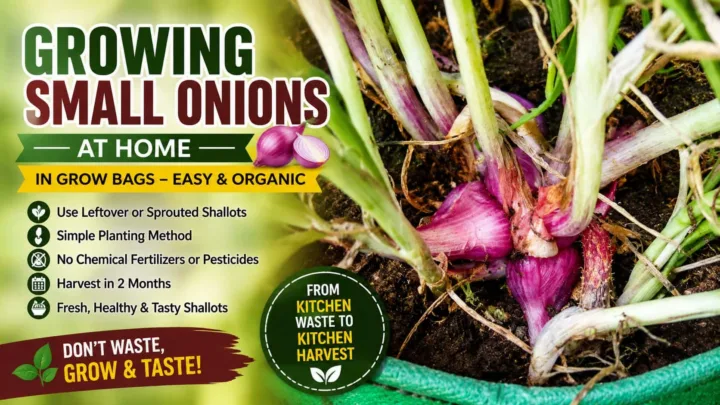 Growing Small Onions at Home – Simple Shallot Cultivation in Grow Bags