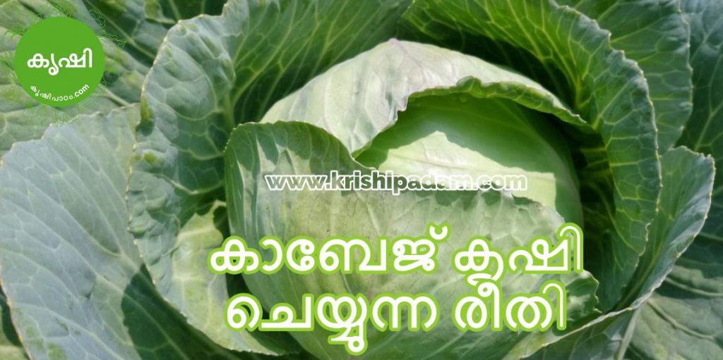 കാബേജ് കൃഷി ടിപ്സ്