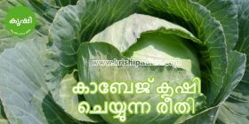 കാബേജ് കൃഷി ടിപ്സ്