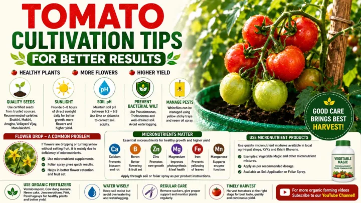 Tomato Cultivation Tips Infographic Tomato Cultivation Tips Infographic