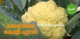 cauliflower cultivation tips