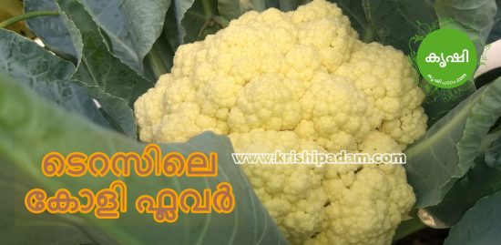 കോളി ഫ്ലവര് കൃഷി കോളി ഫ്ലവര് കൃഷി