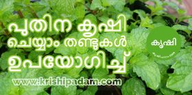 easy way to grow mint leaves at home