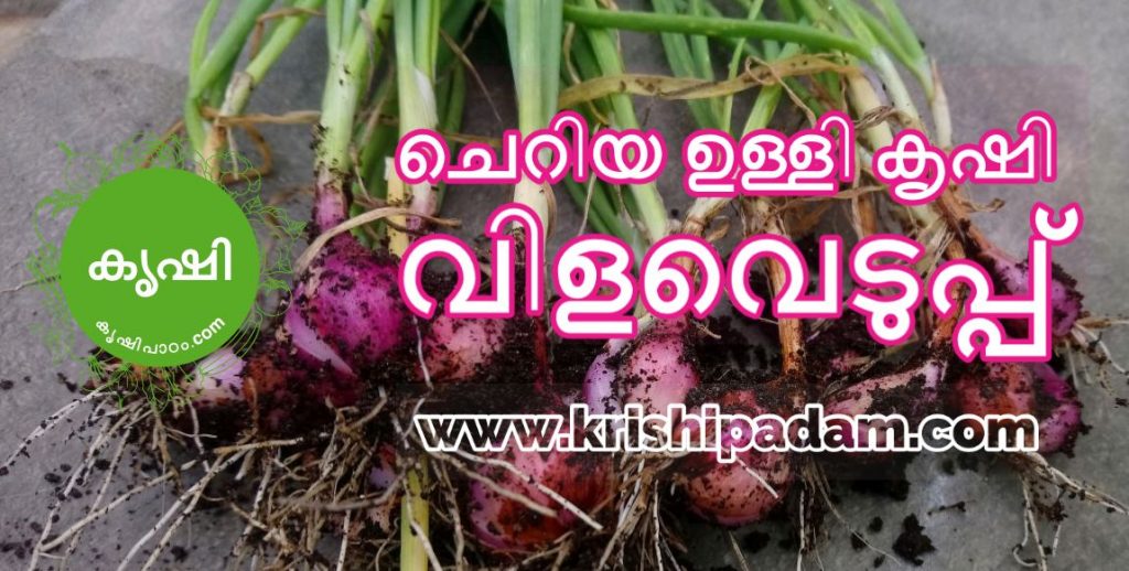 Growing Small Onion AKA Shallots