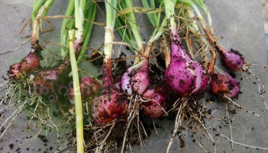 growing small onion growing small onion