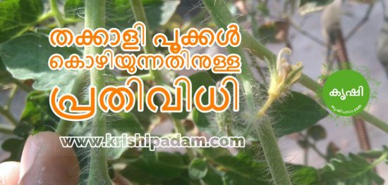 micronutrient deficiency in tomato micronutrient deficiency in tomato