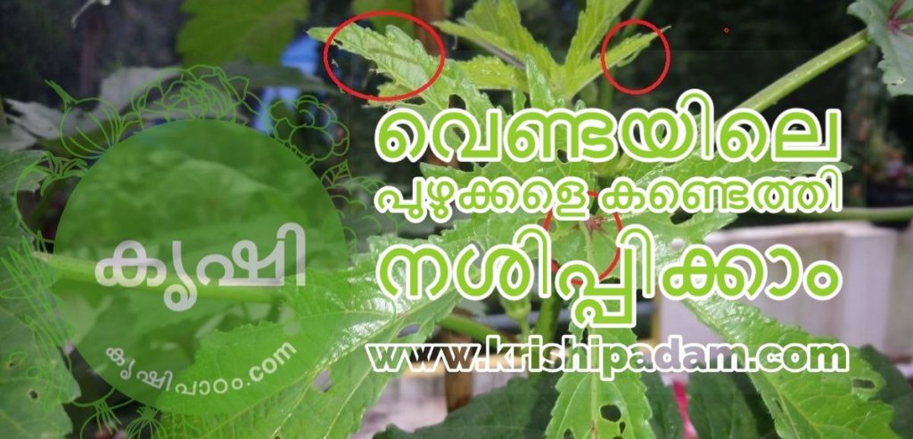 Okra Plants Caring Without Any Pesticides Okra Plants Caring Without Any Pesticides