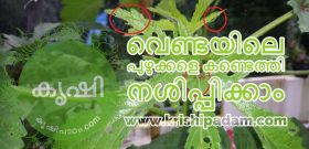 okra plants caring without any pesticides