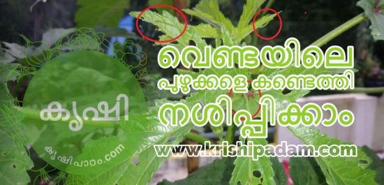 okra plants caring without any pesticides okra plants caring without any pesticides
