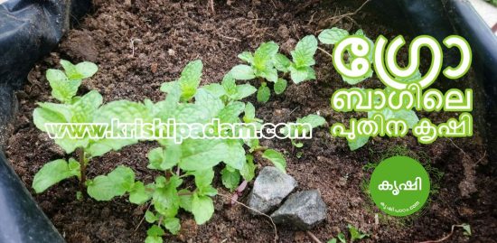puthina growing at home