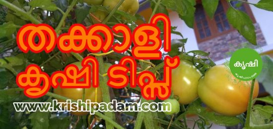 tomato cultivation kerala tomato cultivation kerala