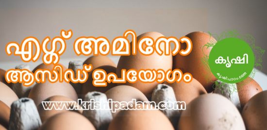 Egg Amino Acid Usage