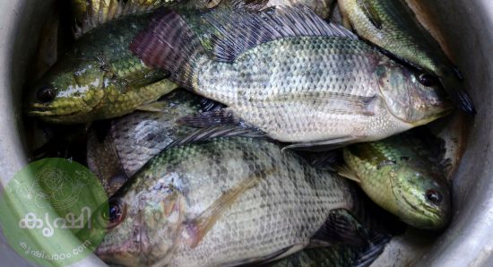 kerala fish thiloppiya high clarity images kerala fish thiloppiya high clarity images
