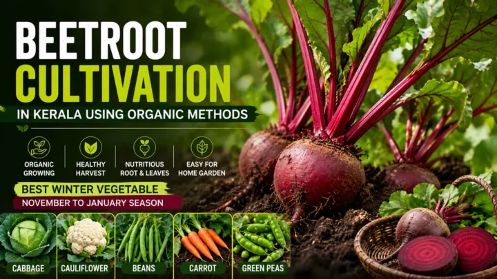 Beetroot Cultivation in Kerala Using Organic Farming Methods, Find The Complete Growing Guide Beetroot Cultivation in Kerala Using Organic Farming Methods, Find The Complete Growing Guide